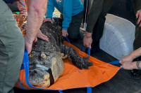 Пливао у базену с д‌јецом: Заплијењен алигатор тежак 340 кг