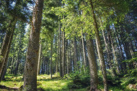Danas je Svjetski dan šuma: U Srpskoj pošumljeno 470 hektara