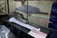 U Peruu pronađen fosil riječnog delfina star 16 miliona godina