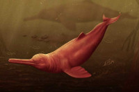 U Peruu pronađen fosil riječnog delfina starog 16 miliona godina