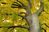 Evropsko drvo godine- bukva iz Poljske stara 200 godina