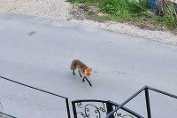 Lisica opušteno hoda ulicama Banjaluke