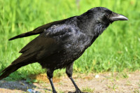 Zašto vrane i svrake napadaju ljude?