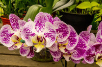 Цвјећарка открила трик како да вам цвјетови орхидеје дуже трају