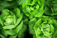 Ovo su prednosti zelene salate!