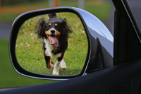 Мистерија ријешена: Откривено зашто пси лају и трче за аутомобилима