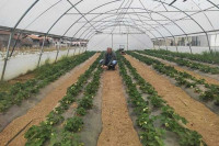 Dalibor Jović skoro deceniju uspješan u uzgajanju jagoda