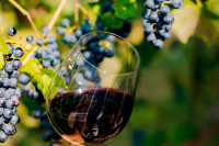 Због климатских промјена нестаће 90 одсто традиционалних винских региона