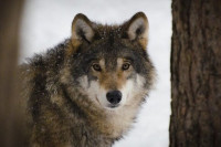 Пораст броја хибридних вукова доводи до опасности да европски вук изумре