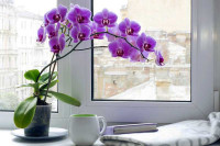 Жена успјела одржавати орхидеју која је цвјетала чак 12 година