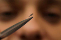 САД: Троструко повећан број обољелих од денга грознице