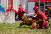 Pas koji je tragao za ljudima u ruševinama u Turskoj, kreće u potragu za malom Dankom