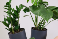 Ove biljke donose nesreću: Izbacite ih napolje