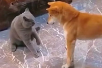 ХИТ: Генијална свађа пса и мачке насмијала многе (VIDEO)