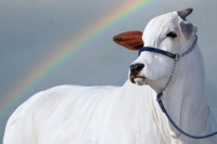 Nevjerovatna cijena: Prodata najskuplja krava na svijetu
