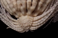 Jezivo: Otkriveno morsko čudovište s 20 ruku