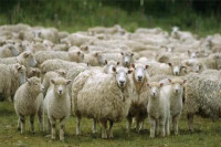 Srpskoj porodici u Lipljanu ukradeno više od 25 ovaca