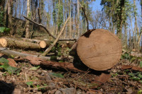 Muškarac poginuo izvlačeći stablo iz šume