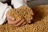 Zabranjen uvoz pošiljke 4.000 kilograma sjemena soje
