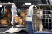 Policija na granici otkrila 21 psa sa lažnom dokumentacijom