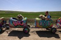 Љубитељка животиња направила воз од пластичних буради за вожњу паса
