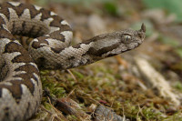 Sve više zmija u Hercegovini