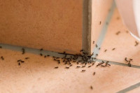 Ovo jeftino sredstvo će vam pomoći da se riješite mrava