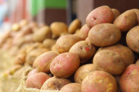 Zabranjen uvoz 50 tona merkantilnog krompira iz Egipta