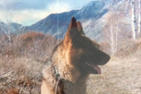 Major Lister sa Košara – priča o psu koji je čuvao srpsku vojsku