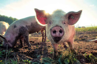 Nova žarišta afričke kuge svinja probudila stari strah farmera