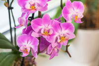 Трик уз који ће ваше орхидеје цвјетати као никада прије