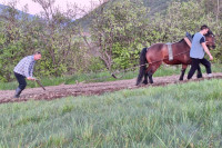 Млади Дрварчанин уз помоћ коња и плуга припрема сјетву