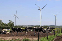 Данска финансира сточарима додатак храни за краве који смањује емисије метана
