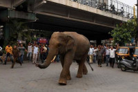 Слоница побјегла из циркуса, па се прошетала по граду