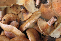 Otanjili i izvoz i uvoz: Gljive u skladištima čekaju kupce