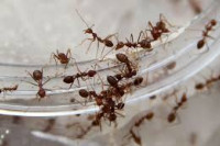Od davnina se vjeruje da mravi nagovještavaju događaje: Evo kada slute na loše u kući