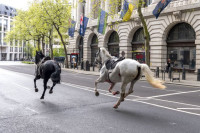 Povrijeđeno četvoro ljudi: Konji britanske konjice jurili centrom Londona (VIDEO)