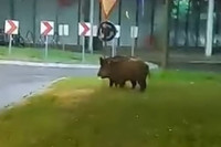 Divlje svinje na zagrebačkim ulicama (VIDEO)
