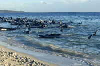 Аустралија: Насукало се око 140 китова