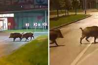 Divlje svinje prošetale gradom (VIDEO)