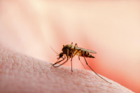 Маларија и денга се шире у Европи због глобалног отопљења