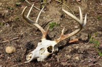 Два ловца можда умрла од прионске болести након што су јели заражено месо
