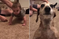 Ljubomorni pas nasmijao mnoge: "Ja sam tvoja omiljena beba, zar ne?" (VIDEO)