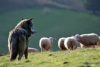 Čopor vukova u blizini kuća, sve češća napadaju stada
