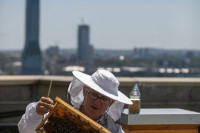 Jeste li čuli za urbano pčelarstvo: Med sa vrha solitera kvalitetan kao livadski