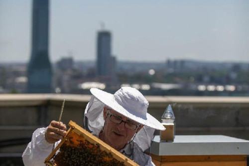 Јесте ли чули за урбано пчеларство: Мед са врха солитера квалитетан као ливадски