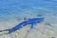 У Грчкој виђена плава ајкула (VIDEO)