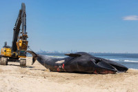 Језив призор: Крузер упловио у луку са мртвим китом на прамцу (VIDEO)
