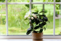 Дозовите богаство и срећу у дом: Ово цвијеће обавезно засадите у саксију или башту