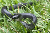 Kako prepoznati zmiju otrovnicu